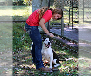 Mutt Dogs for adoption in Crandall, GA, USA