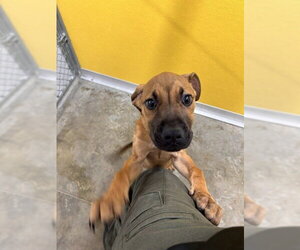 Boxer-Unknown Mix Dogs for adoption in Temple, TX, USA