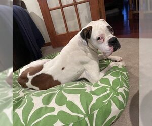 Boxer Dogs for adoption in Madison, WI, USA