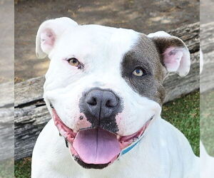 Bulldog Dogs for adoption in Albuquerque, NM, USA