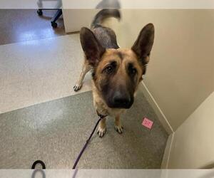 German Shepherd Dog Dogs for adoption in Pasadena, CA, USA