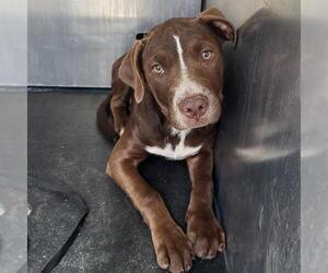 Labrador Retriever-Unknown Mix Dogs for adoption in San Antonio, TX, USA