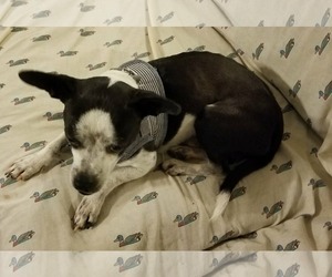 Boston Huahua Dogs for adoption in Arlington, TX, USA