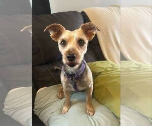 Australian Terrier-Unknown Mix Dogs for adoption in Middlesex, VT, USA