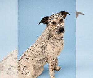 Border Collie-Unknown Mix Dogs for adoption in Westminster, MD, USA