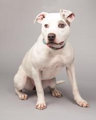 Bullypit Dogs for adoption in Charlotte, NC, USA