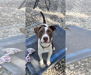 Labrador Retriever-Unknown Mix Dogs for adoption in Sterling, MA, USA