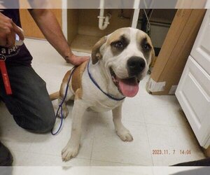 Saint Bernard-Unknown Mix Dogs for adoption in Oroville, CA, USA