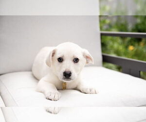 Mutt Dogs for adoption in Plymouth, MN, USA