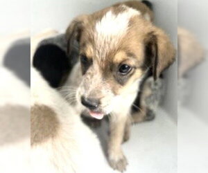 Mutt Dogs for adoption in Houston, TX, USA