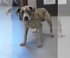 American Pit Bull Terrier-Unknown Mix Dogs for adoption in Fayetteville, NC, USA