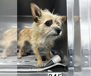 Chihuahua Dogs for adoption in San Bernardino, CA, USA