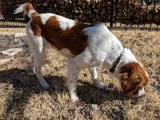 Medium Photo #1 Brittany Puppy For Sale in Curwensville, PA, USA