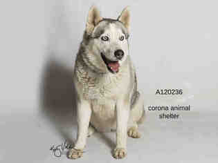 Alusky Dogs for adoption in Corona, CA, USA