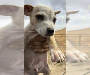 American Pit Bull Terrier Dogs for adoption in Bakersfield, CA, USA