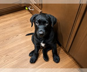 Labrador Retriever-Unknown Mix Dogs for adoption in Clovis, CA, USA