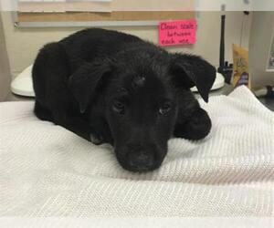 Labrador Retriever Dogs for adoption in Conroe, TX, USA