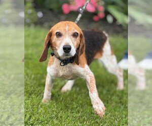 Beagle Dogs for adoption in Batavia, NY, USA