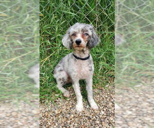 Poodle (Miniature) Dogs for adoption in Lake City, MI, USA