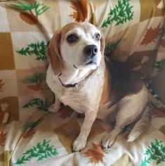 Beagle Dogs for adoption in Princeton, MN, USA