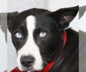 Labrador Retriever-Unknown Mix Dogs for adoption in San Antonio, TX, USA