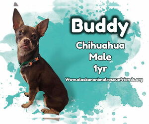 Chihuahua-Unknown Mix Dogs for adoption in Anchorage, AK, USA