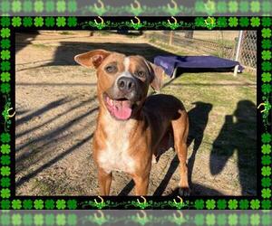 American Pit Bull Terrier-Labrador Retriever Mix Dogs for adoption in Ojai, CA, USA