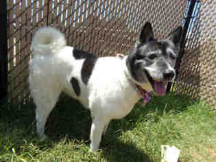 Akita Dogs for adoption in Norco, CA, USA
