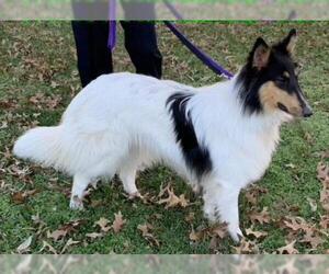 Collie Dogs for adoption in Wamego, KS, USA