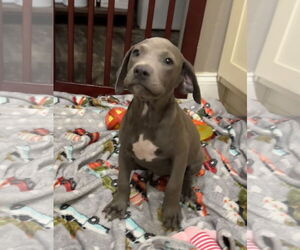 Bulldog-Unknown Mix Dogs for adoption in Tarrytown, GA, USA