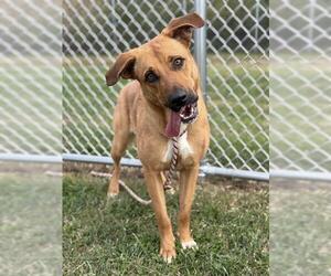 German Shepherd Dog-Unknown Mix Dogs for adoption in Louisville, KY, USA