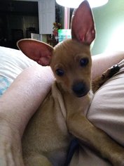 Medium Photo #1 Chihuahua-Unknown Mix Puppy For Sale in Arcadia, FL, USA