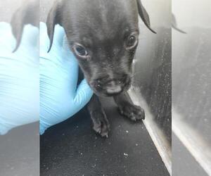 Mutt Dogs for adoption in San Antonio, TX, USA