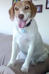Medium Photo #1 Beagle Puppy For Sale in West Palm Beach, FL, USA