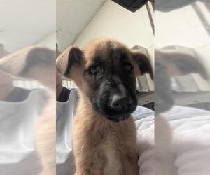 Labrador Retriever-Unknown Mix Dogs for adoption in Conroe, TX, USA