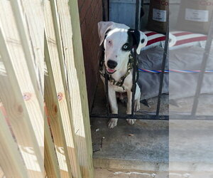 Mutt Dogs for adoption in Silver Spring, MD, USA