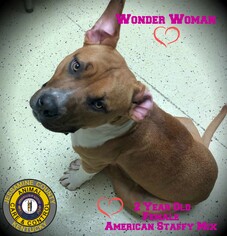 American Staffordshire Terrier Dogs for adoption in Nicholasville, KY, USA