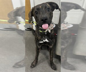 Mutt Dogs for adoption in Forestville, MD, USA