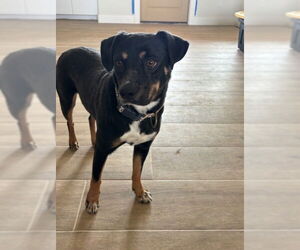 Rottweiler-Unknown Mix Dogs for adoption in San Antonio, TX, USA