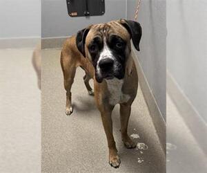 Boxer-Unknown Mix Dogs for adoption in Las Vegas, NV, USA