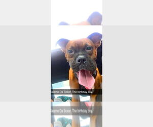 Boxer Dogs for adoption in Austin, TX, USA