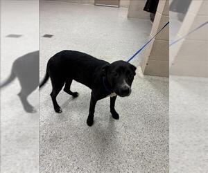 Mutt Dogs for adoption in Conroe, TX, USA