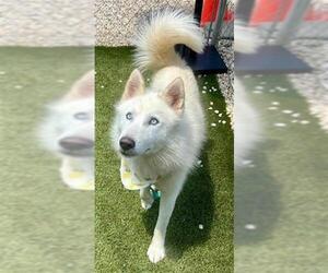 Siberian Husky Dogs for adoption in Newton, NC, USA