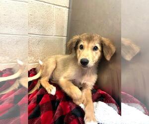 Great Pyrenees-Unknown Mix Dogs for adoption in Rockwall, TX, USA