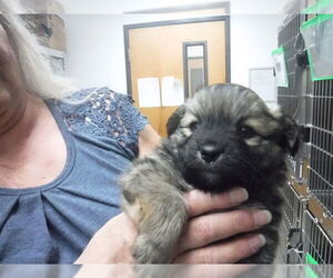 Poodle (Toy)-Unknown Mix Dogs for adoption in Oroville, CA, USA