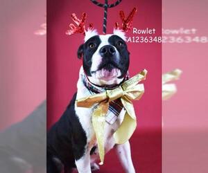 Medium Photo #1 Mutt Puppy For Sale in Bakersfield, CA, USA