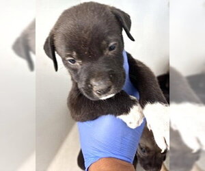 Labrador Retriever Dogs for adoption in Houston, TX, USA