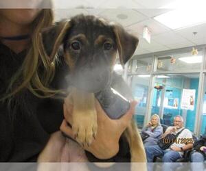 German Shepherd Dog-Unknown Mix Dogs for adoption in Oklahoma City, OK, USA