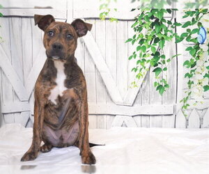 Mutt Dogs for adoption in Oroville, CA, USA
