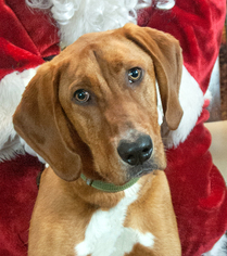 Redbone Coonhound-Unknown Mix Dogs for adoption in Tacoma, WA, USA